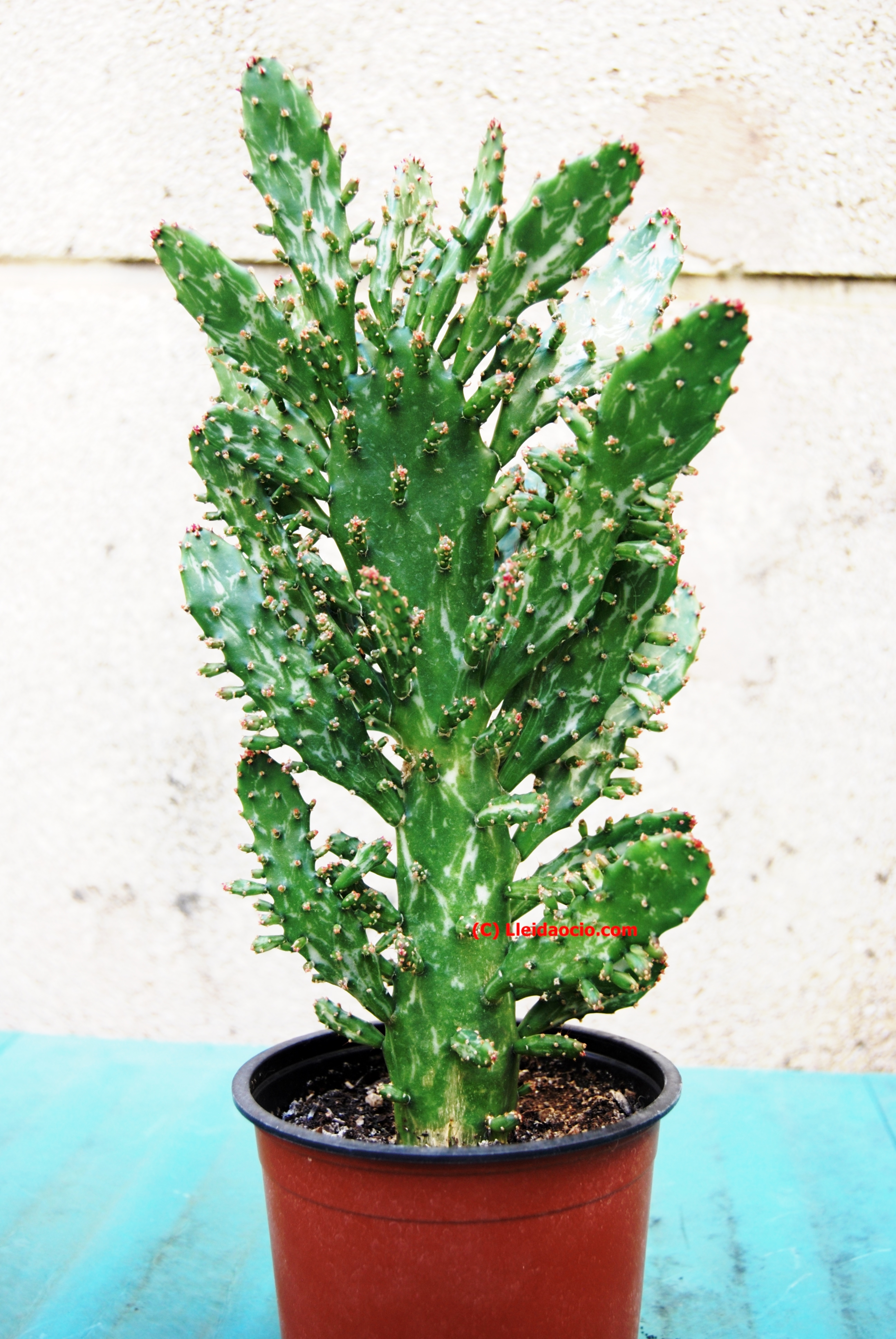 Opuntia monacantha